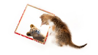 Kitten with mirror on white background